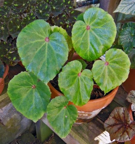 B. ‘Bob Hamm’